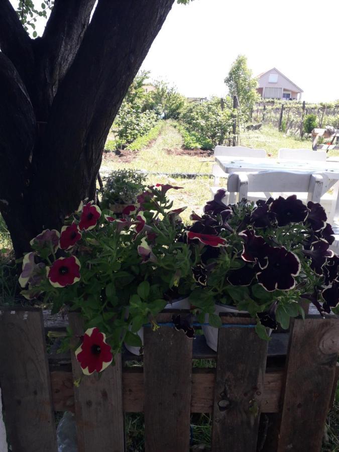 Anza Camping Shkoder Luaran gambar